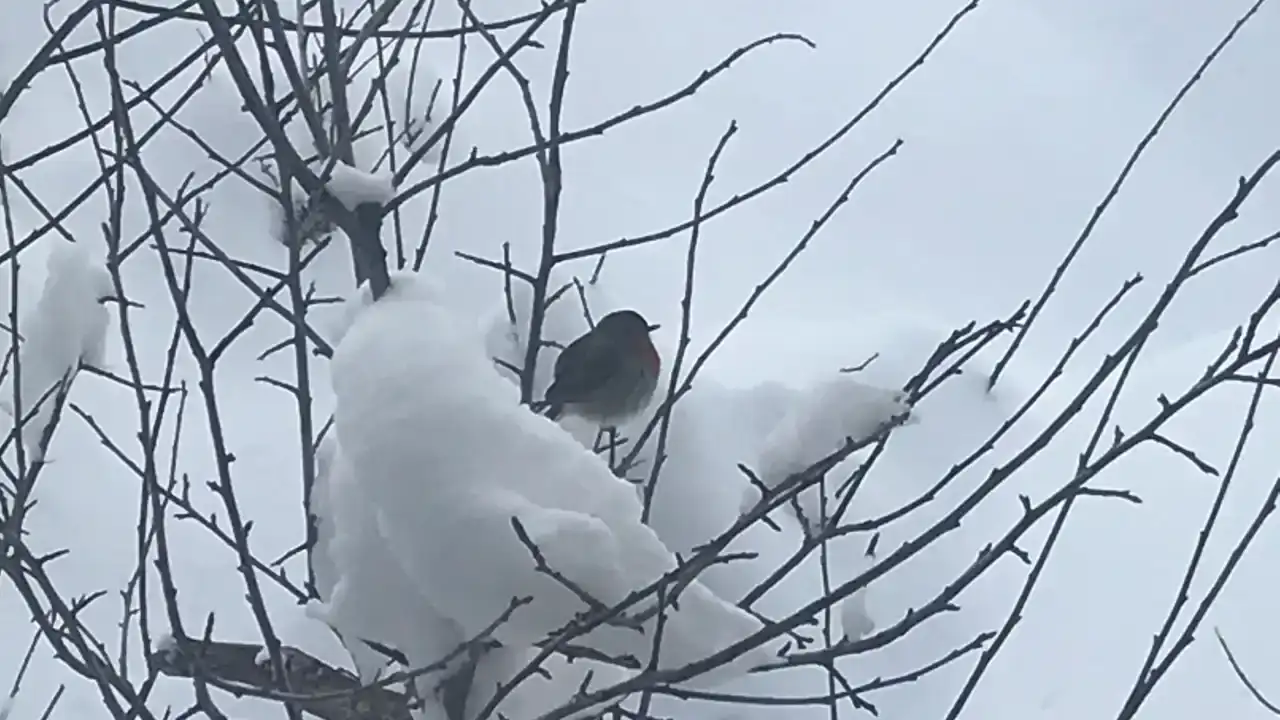 Antalya Yaza Hazırlanırken Kar Sürprizi İle Karşılaştı 5
